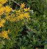 Sedum kamtschaticum, flowers