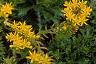 Sedum kamtschaticum, flowers