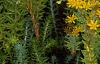 Sedum kamtschaticum, flowers
