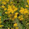 Sedum kamtschaticum, flowers