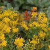 Sedum kamtschaticum, flowers