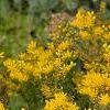 Sedum kamtschaticum, flowers