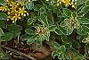 Sedum kamtschaticum 'Variegatum', flowers