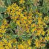 Sedum kamtschaticum 'Variegatum', flowers