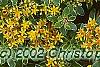 Sedum kamtschaticum 'Variegatum', flowers
