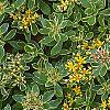 Sedum kamtschaticum 'Variegatum', flowers
