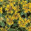 Sedum kamtschaticum 'Variegatum', flowers