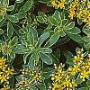 Sedum kamtschaticum 'Variegatum', flowers