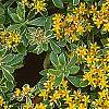 Sedum kamtschaticum 'Variegatum', flowers