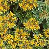 Sedum kamtschaticum 'Variegatum', flowers