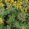 Sedum kamtschaticum 'Variegatum', flowers