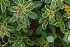 Sedum kamtschaticum 'Variegatum', flowers