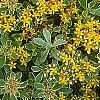 Sedum kamtschaticum 'Variegatum', flowers