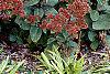 Sedum 'Matrona', habit