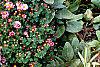 Sedum 'Matrona', habit