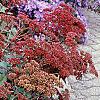 Sedum 'Matrona', habit