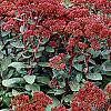 Sedum 'Matrona', habit