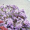 Sedum 'Matrona', habit
