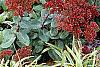 Sedum 'Matrona', habit