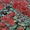 Sedum 'Matrona', habit