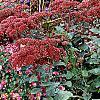 Sedum 'Matrona', habit