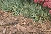 Sedum x 'Rosy Glow', habit