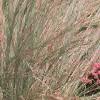 Sedum x 'Rosy Glow', habit