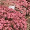 Sedum x 'Rosy Glow', habit
