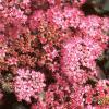 Sedum x 'Rosy Glow', flowers