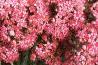 Sedum x 'Rosy Glow', flowers