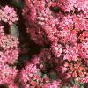 Sedum x 'Rosy Glow', flowers