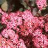 Sedum x 'Rosy Glow', flowers