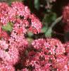 Sedum x 'Rosy Glow', flowers