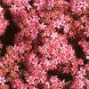 Sedum x 'Rosy Glow', flowers