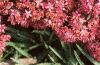 Sedum x 'Rosy Glow', flowers