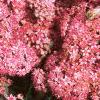 Sedum x 'Rosy Glow', flowers