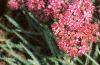 Sedum x 'Rosy Glow', flowers