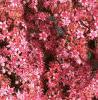 Sedum x 'Rosy Glow', flowers
