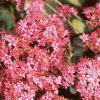 Sedum x 'Rosy Glow', flowers