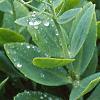 Sedum spectabile, leaves