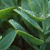 Sedum spectabile, leaves