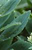 Sedum spectabile, leaves