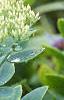 Sedum spectabile, leaves