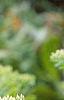 Sedum spectabile, leaves