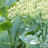 Sedum spectabile, leaves