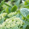 Sedum spectabile, leaves