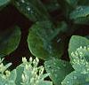 Sedum spectabile, leaves
