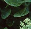 Sedum spectabile, leaves