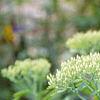 Sedum spectabile, leaves