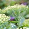 Sedum spectabile, leaves